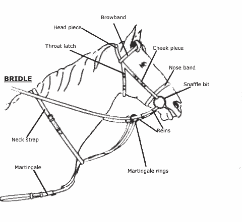 Horse bridle