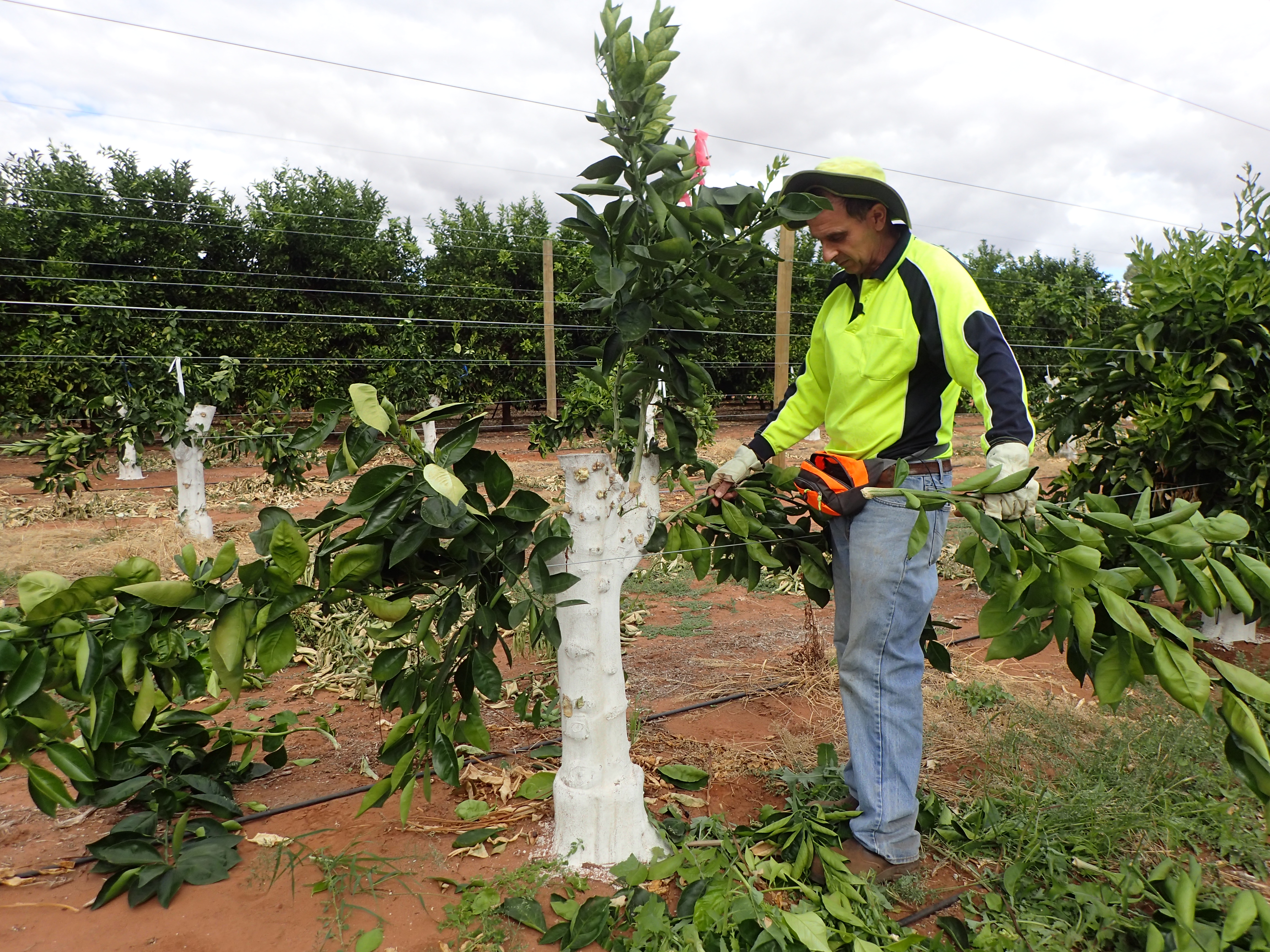 Figure 1. Steven Falivene training branches in an espalier style on the trellis.