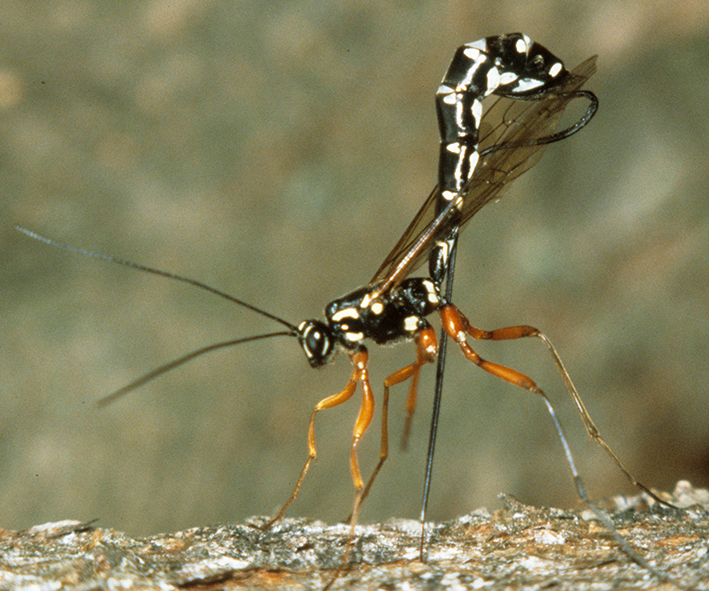 Image of a parasitoid wasp used in the biological control of the sirex wood wasp