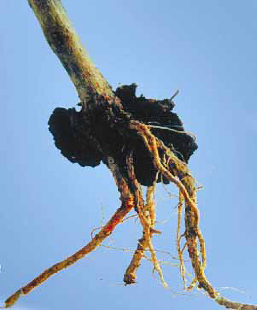 Figure 4. Crown gall.