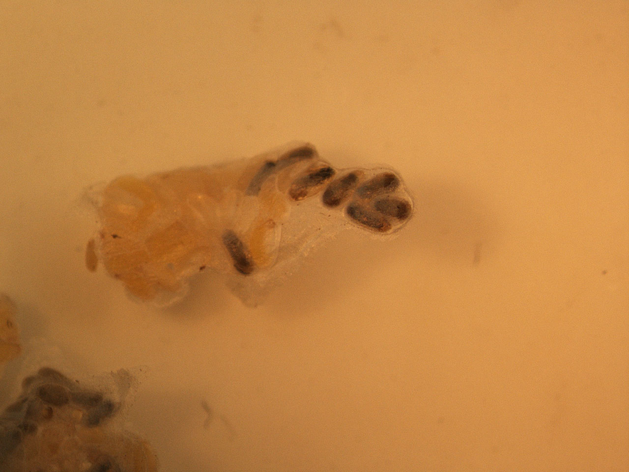 Figure 7. Fuller’s rose weevil eggs parasitised by Fidiobia citri. Photo: Jianhua Mo, NSW DPI.