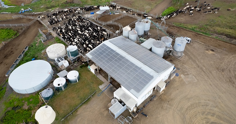 drone shot of dairy shed with solar panels cooling vat and cows approaching