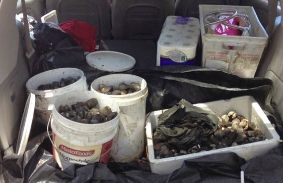 Cockles seized from Lake Macquarie