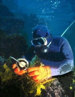 Abalone diver