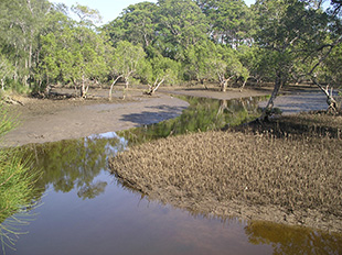 Mangroves and tidal creek