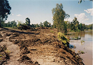 Riparian Clearing