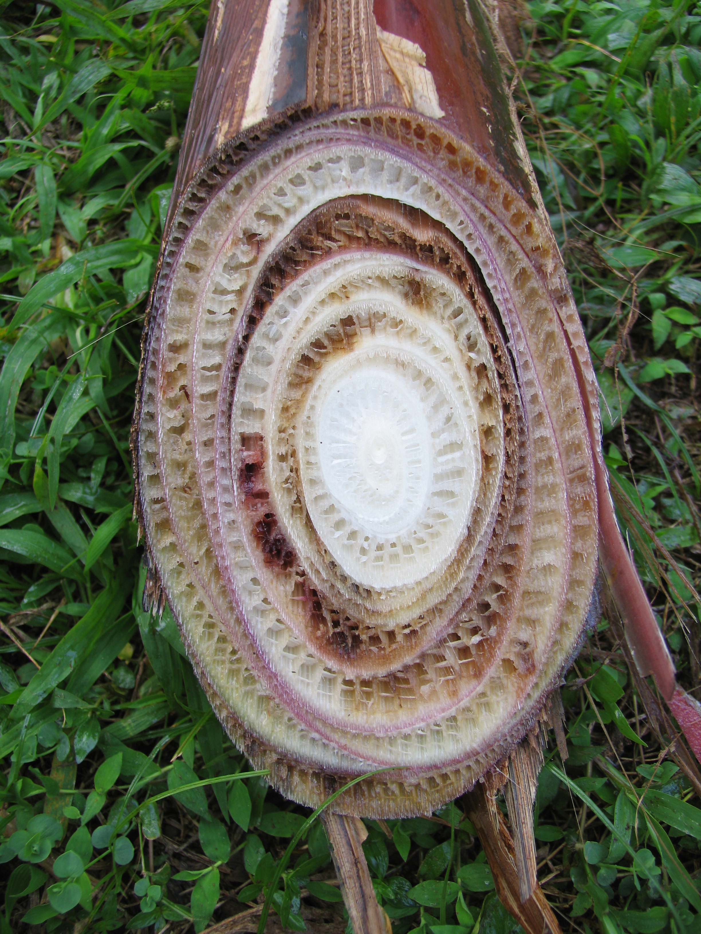 A cut stem of a banana tree with circular brown patches and a white centre