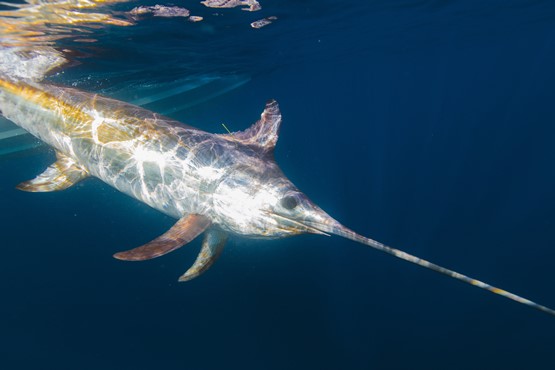 Tagged Swordfish released by anglers