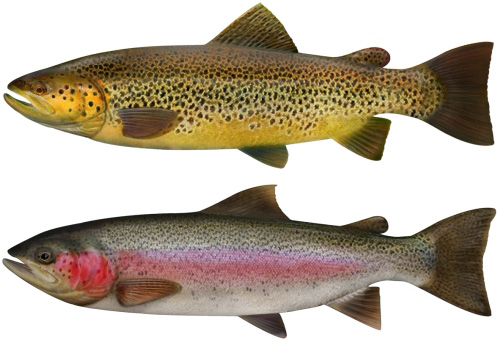 Brown trout have a almost golden colour with brown spots while the rainbow trout has a pink flush along it's side.