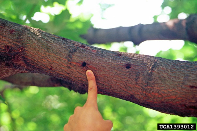 Branch of a tree with 5 holes the size of a fingertip and a human hand pointing to one of the holes