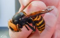 Asian giant hornet being held by a persons fingers, showing the size is comparable to half a human finger