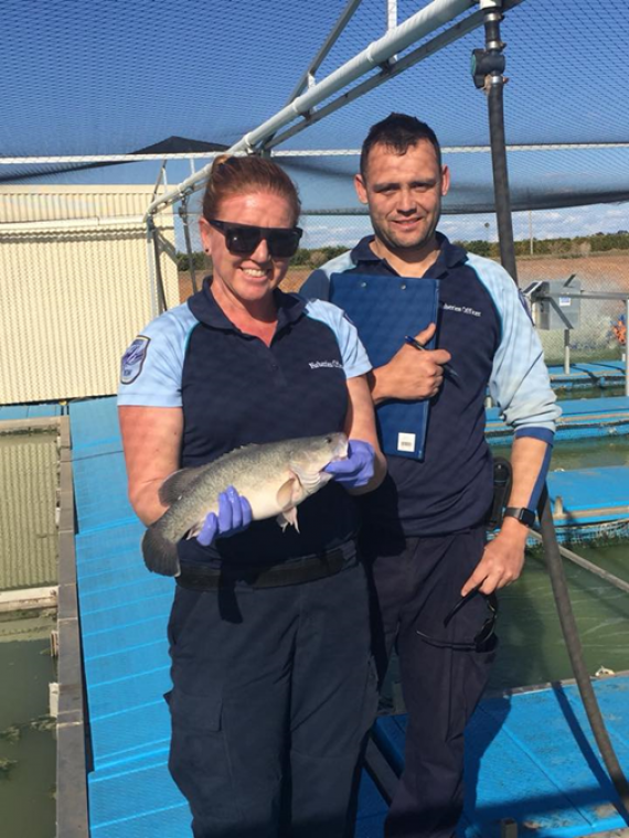 Two fishing inspectors conducting compliance inspections of inland fish farms