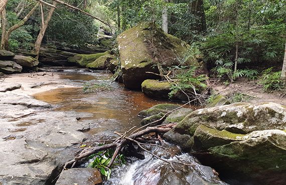 Adam's Emerald DF habitat (Photo: A. Grieve)