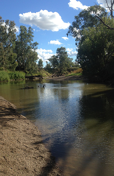 Silver Perch habitat