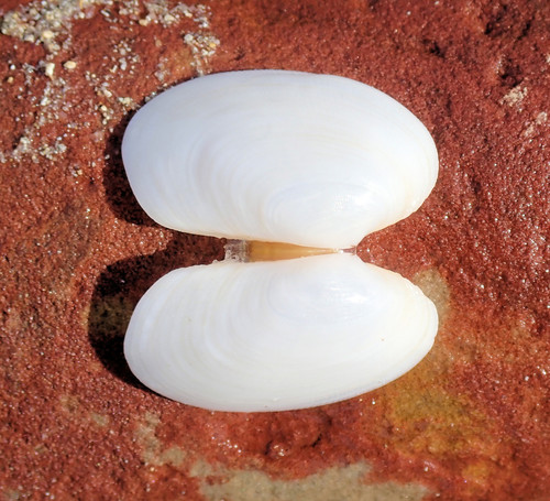 Open two halves of the Venus cockle (Venerupis galactites) which are solid white, identical and with very faint growth lines. 