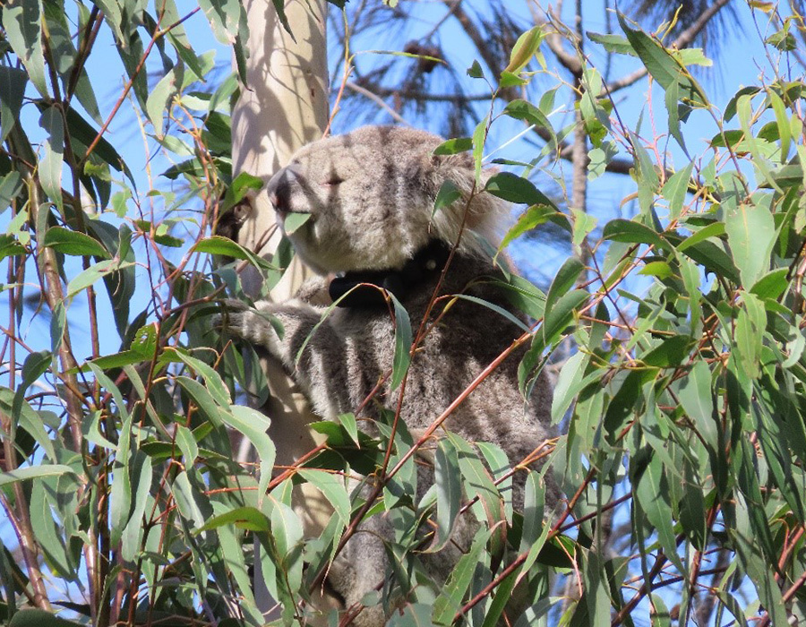 Koala browsing a blackbutt