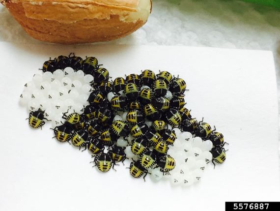 Whitish opaque insect eggs next to hatched juvenile bugs that are circular with black and yellow/orange markings