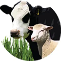 image Drought and supplementary feed calculator (App)