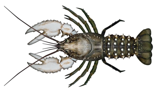 Murray crayfish