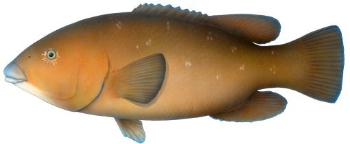 Blue groper female