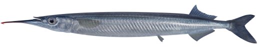 Garfish