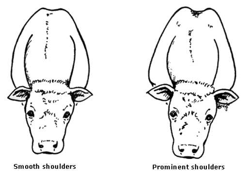 Ideal bull shoulders