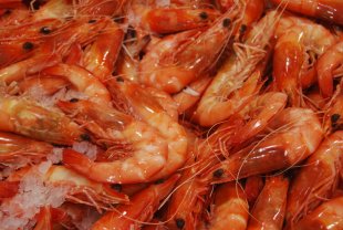 Prawns