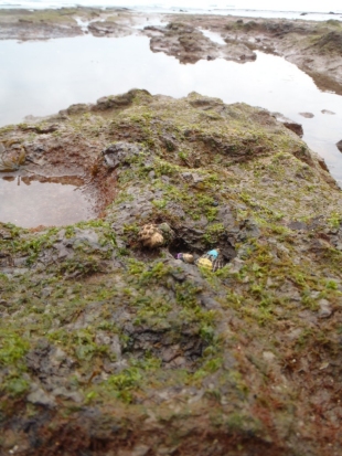 close up of a rock with seaweed