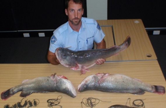 Murray Cod and setlines seized from Barwon River