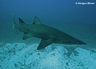 Grey nurse shark at Seal Rocks