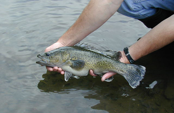 An Eastern Freshwater Cod being rereleased