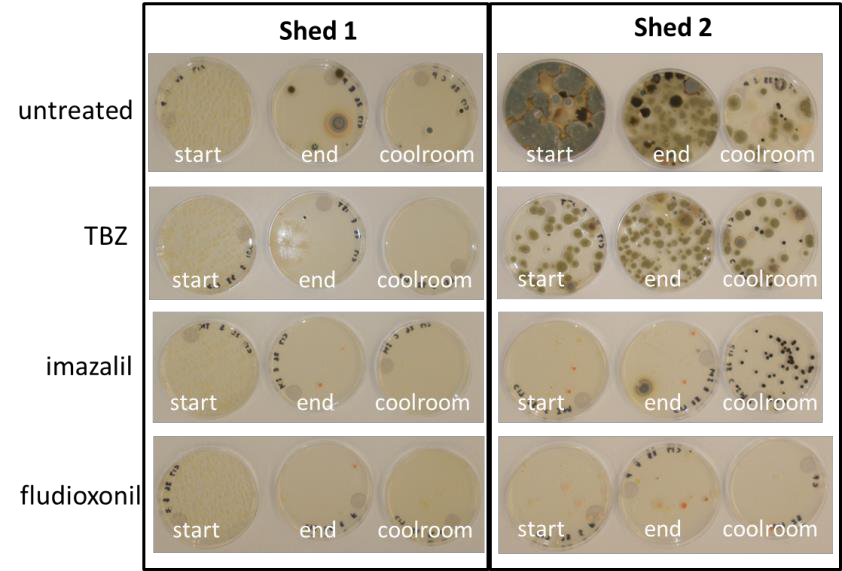 Fungicide resistance on an agar plate