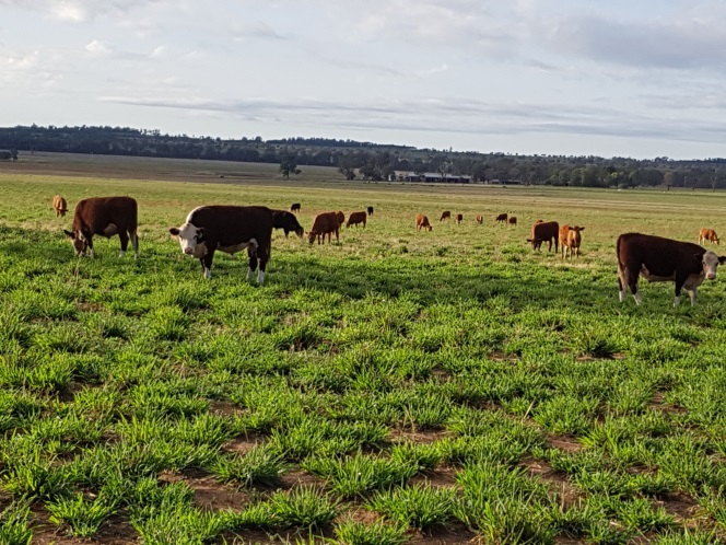 Cows standing in a green paddock 