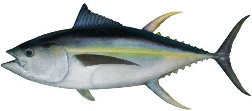 Yellowfin tuna