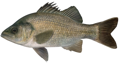 Estuary Perch