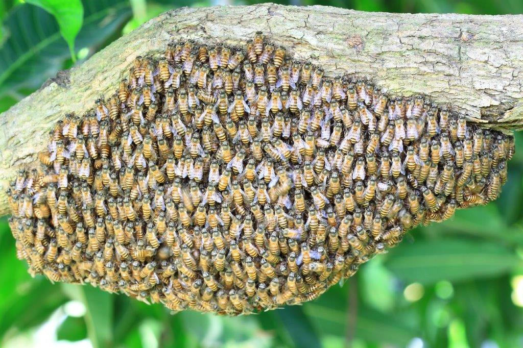 Swarm of Asian honey bees landed on a tree branch