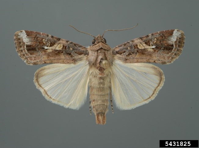A light brown moth with varied brown and white markings on forewings and white hindwings with light brown markings on margins