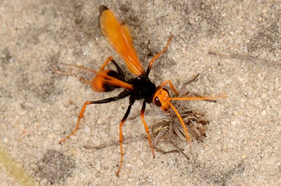 A wasp with orange wings, legs and bottom, a black body, with a greyish spider