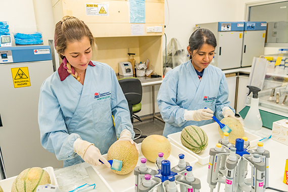 Photo of research staff working on melons