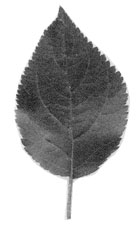 MM.104 leaf