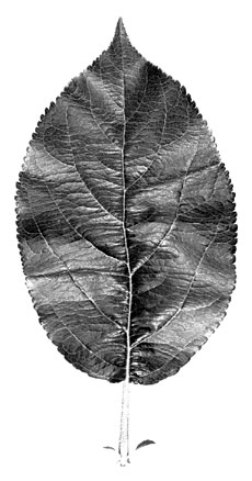 Ottawa 3 leaf