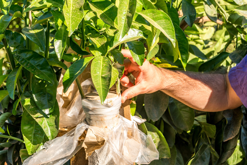 Citrus rootstocks