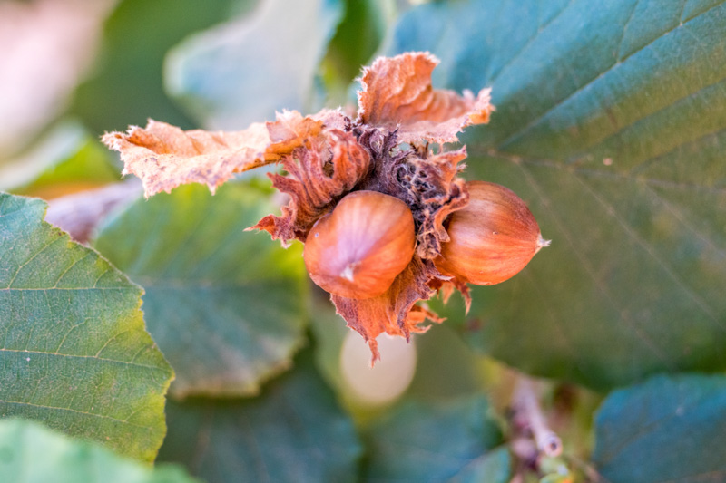 Hazelnuts