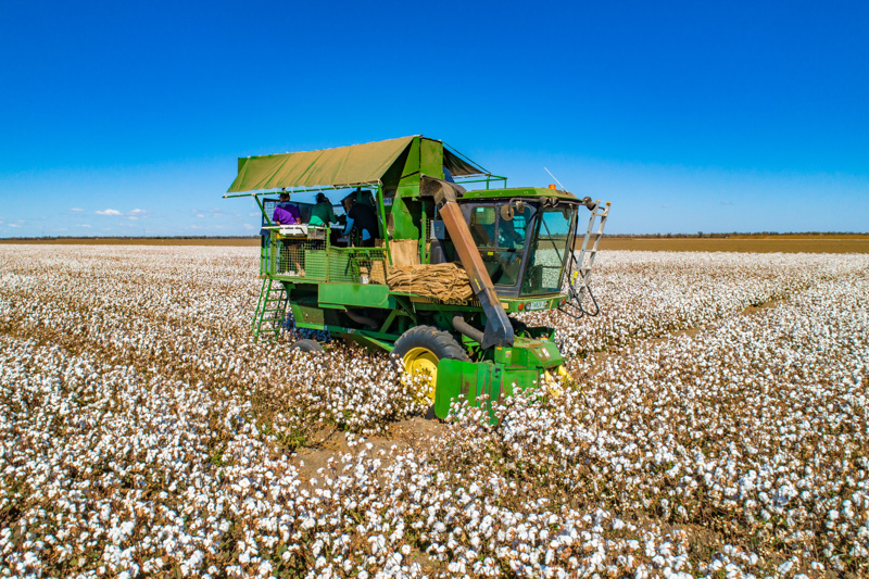 Cotton cropping