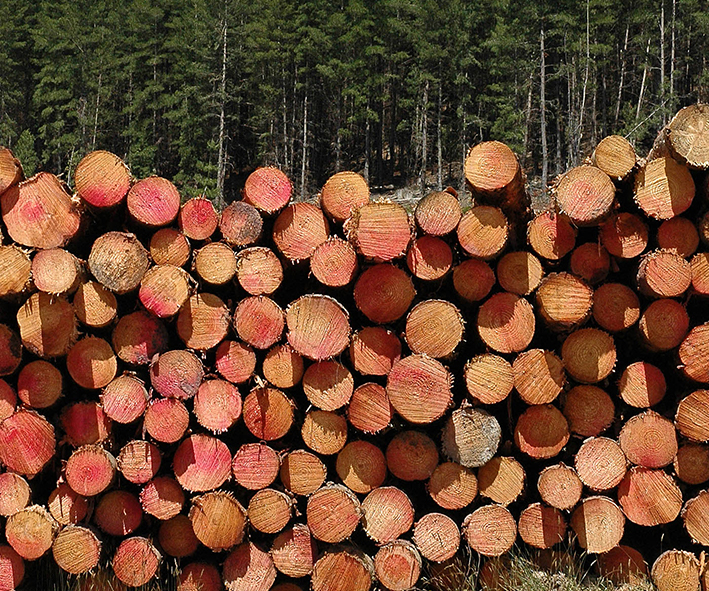 Image of a pile of Pinus radiata logs