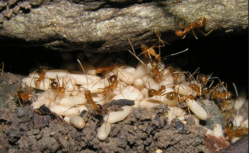Yellow crazy ants