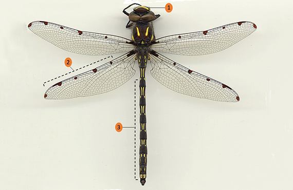 How to identify an Alpine Redspot Dragonfly