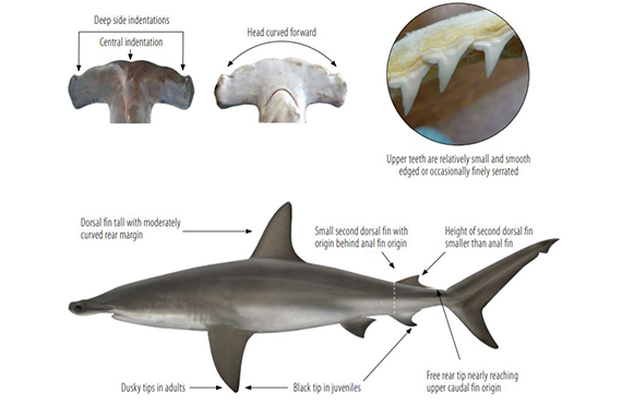 How to identify a Scalloped Hammerhead Shark