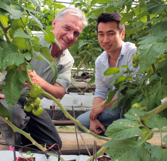 Luke Jewell (left) worked with Hok Lam to install a water recycling system in his greenhouse producing hydroponic tomatoes