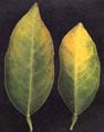 Potassium deficiency 2 leaves